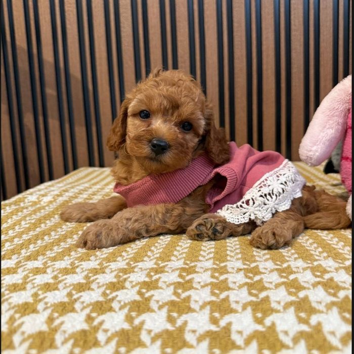 Готовятся,к продажи щенки мальтипу