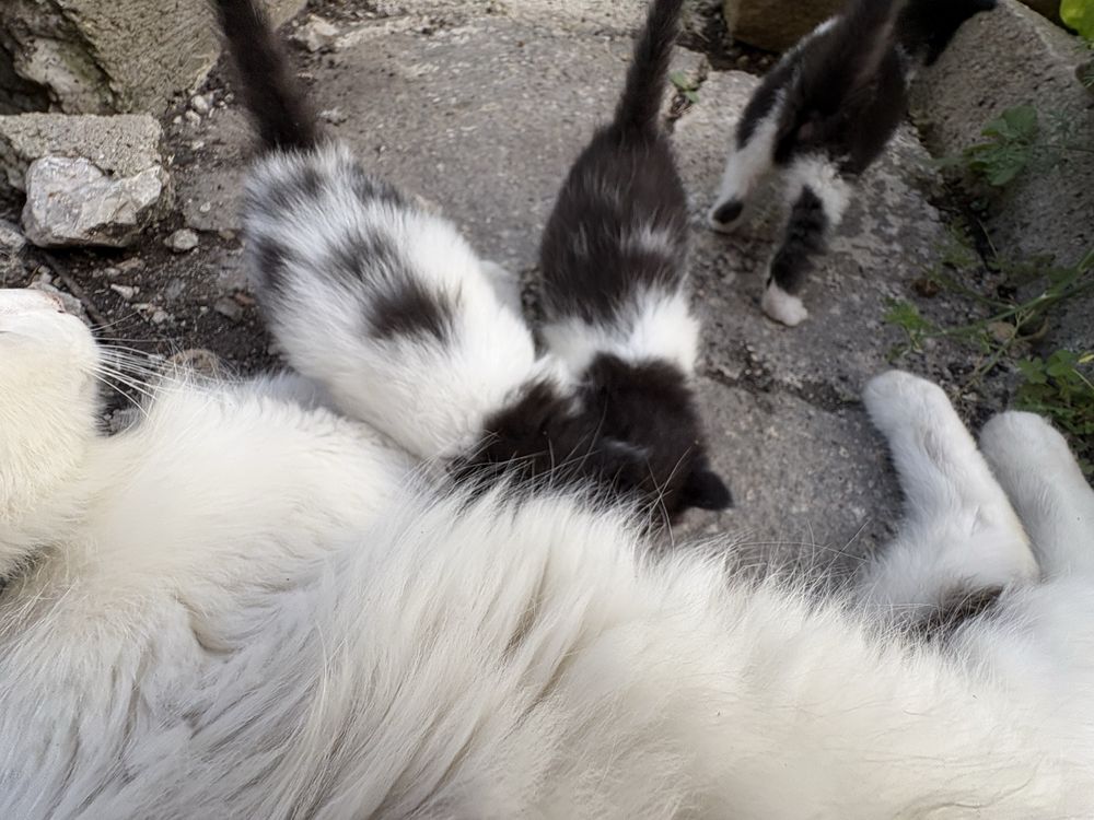 Малки котета безплатни!