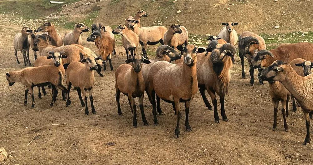 Oi de camerun de vanzare