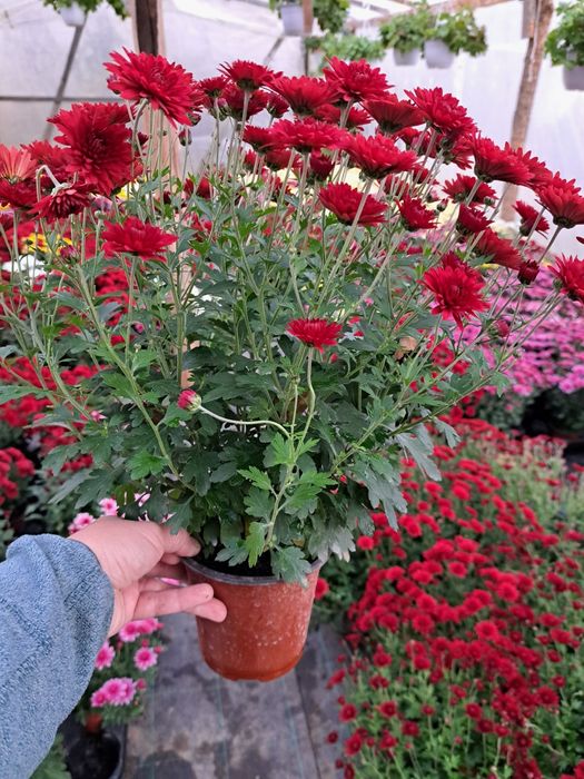 De vânzare crizanteme