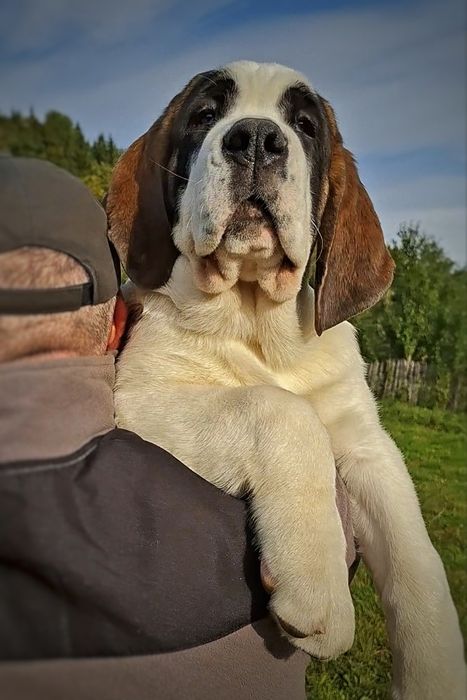 Femele de Saint Bernard cu Pedigree
