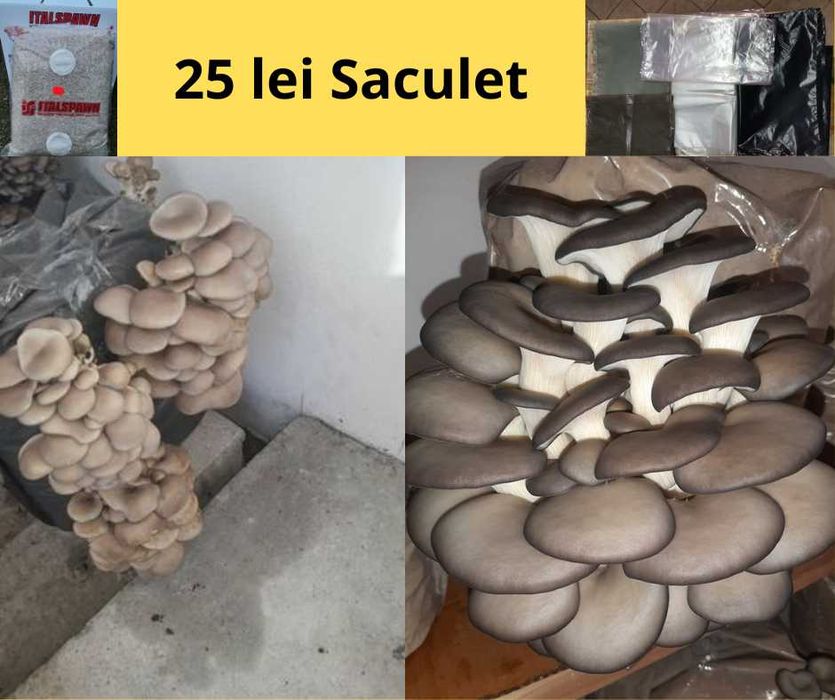 Saculeti gata pregatiti  pentru Pleurotus