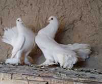 Павлины лохманогие(цена за голубь)Лохмачли павлинлар( нархи биттаси)