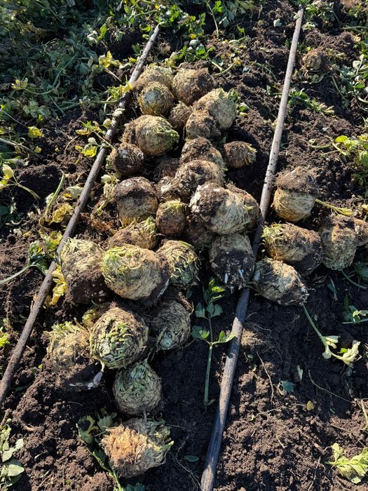 Vand telina rădăcină în cantități