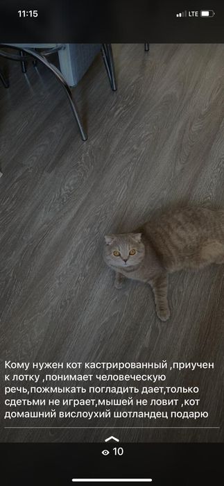 Отдам кота срочно