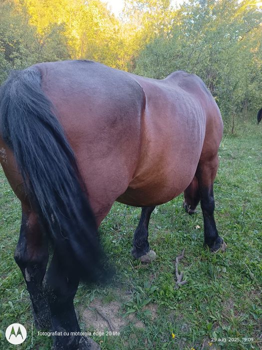 Vând iapă foarte cuminte