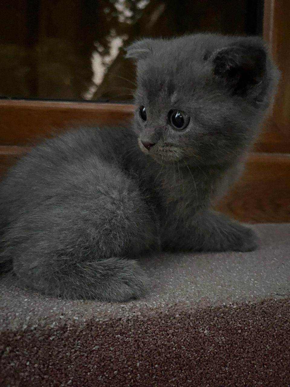 Продаются котята.