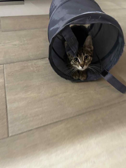 Подарявам малко женско коте