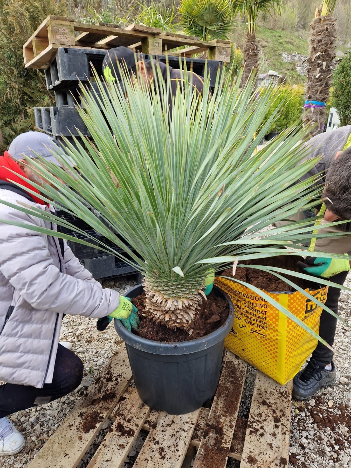 Yucca rostrata,  palmieri de exterior si interior, maslini