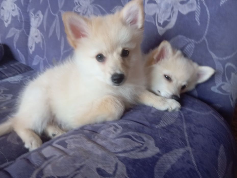 Немски шпиц малки, с всички 3 ваксини