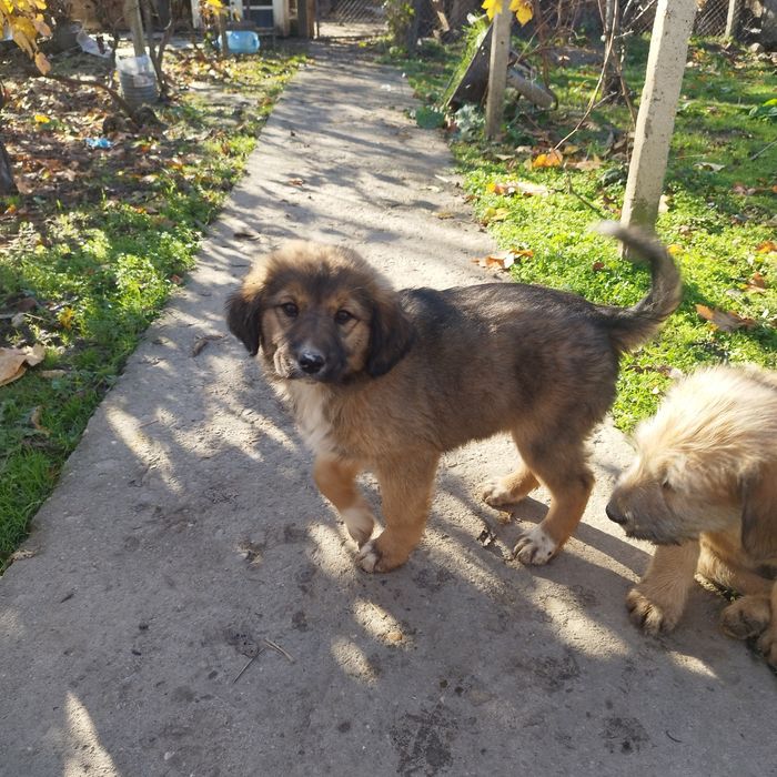 Подаряват се малки кученца!