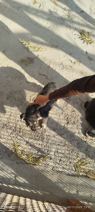 Kuchukcha chupon kuchuk