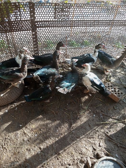 Индоутки домашнее