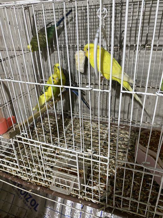 Valnisti to’tila xammasi taeyor