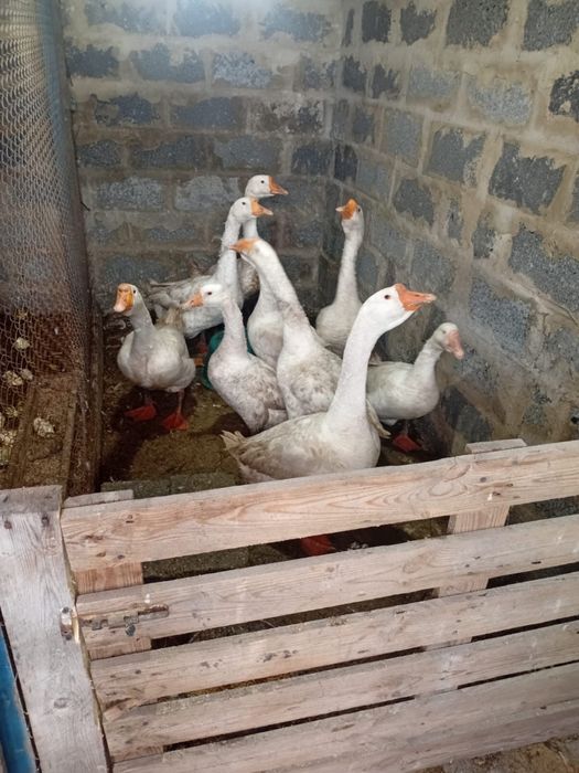 Продаю гусей и гусынь 15000 тг