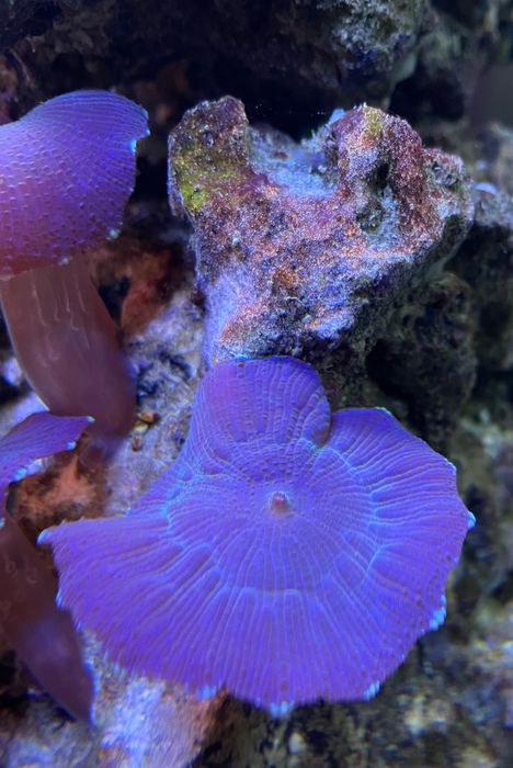 Corali soft acvariu recif