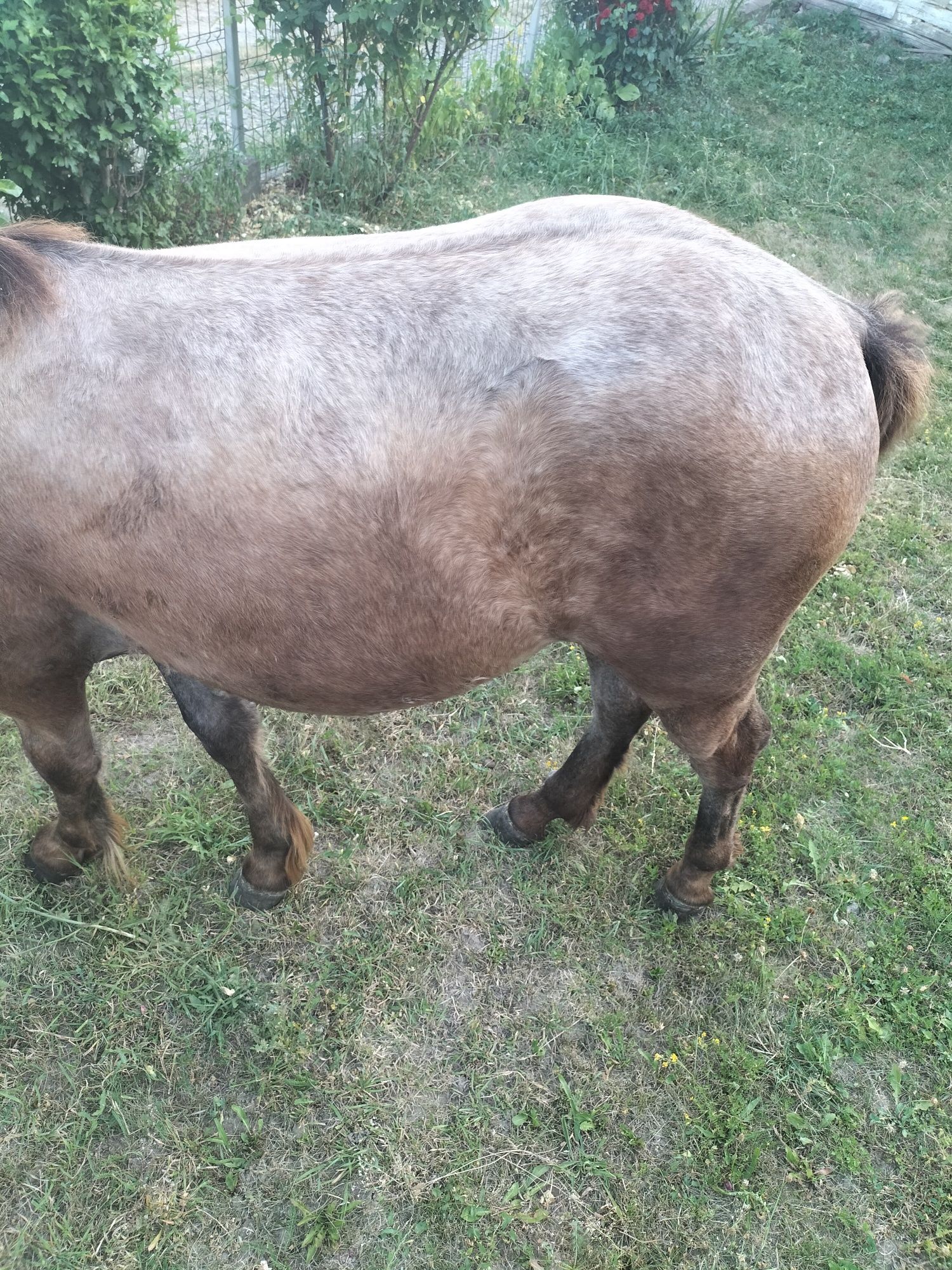 Mânză in vârstă de 1 an și 1 luna