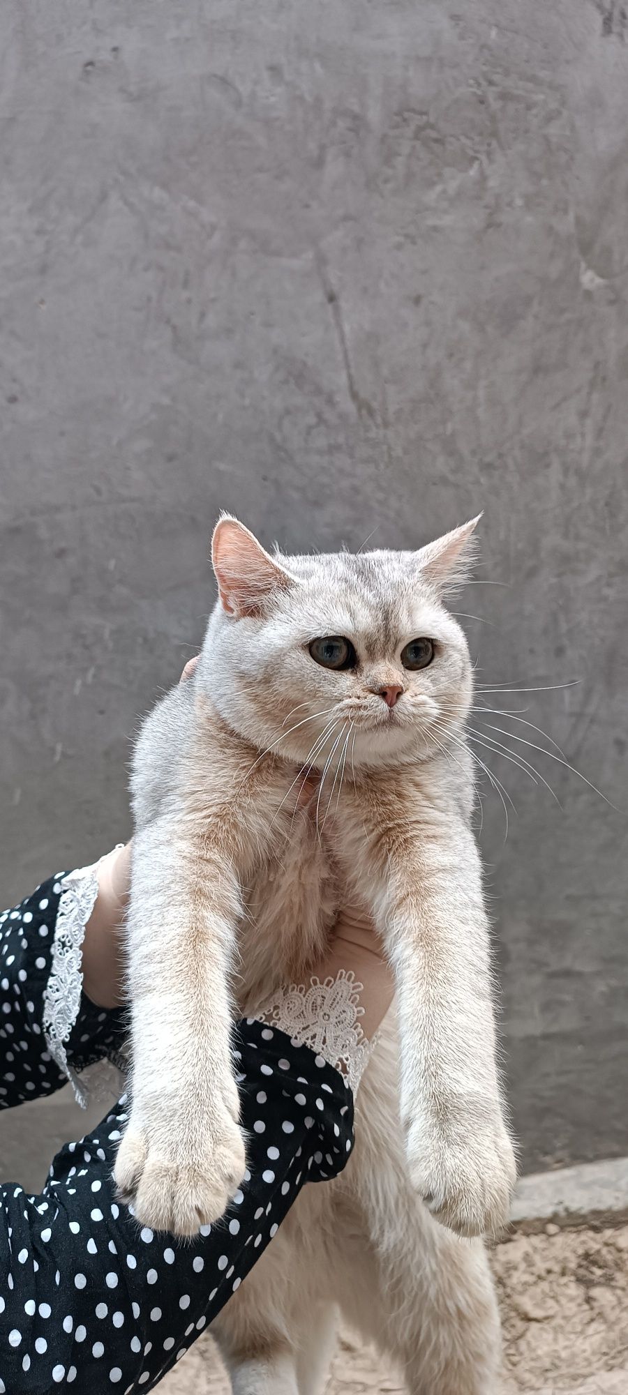 Mushuk shinshilla