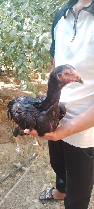 Dakan joja 3 oyli narxi kelishamiz