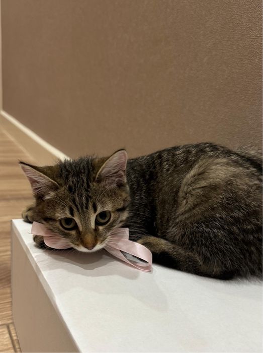 Мысық сатылады 3000тг