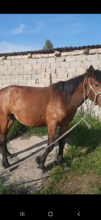 Продается кобылкс 5 лет,