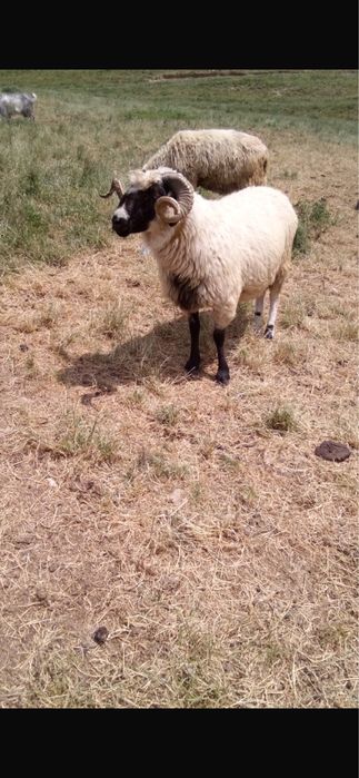 De vanzare 9 oii si un berbec pe ales