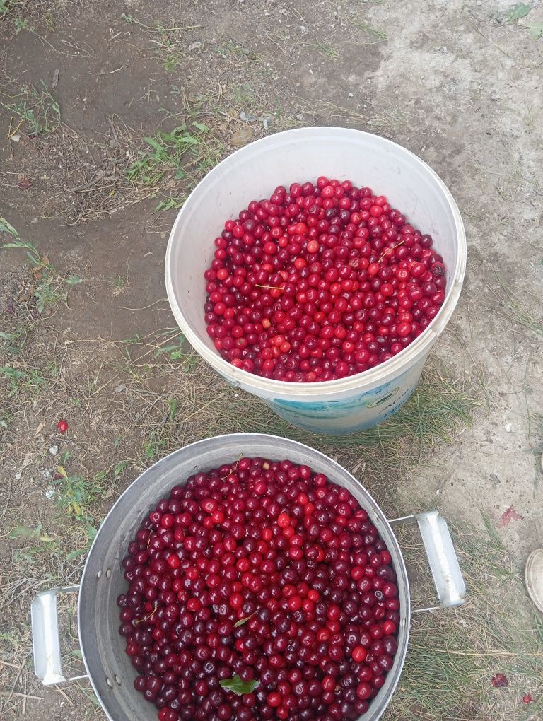 Продам вишню 5л-3500 ,10л-7000