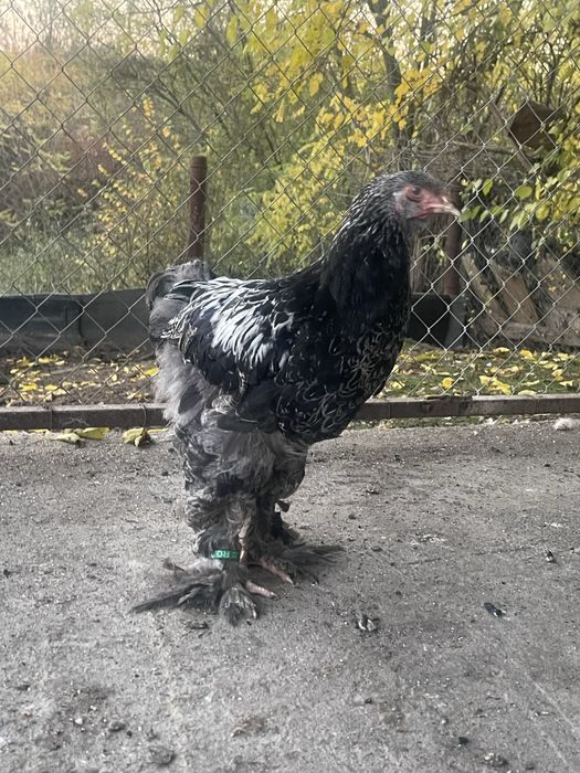 Brahman pui 3 luni jumate