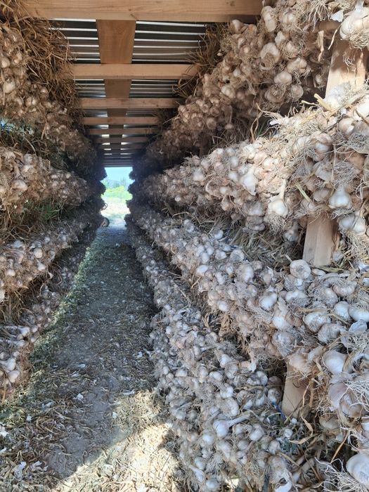 Usturoi Baib și Usturoi normal de Copalau