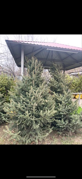 Голубая ель. Новогодняя ель