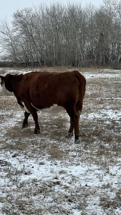 Продам Каровы 3 головы. Упитанный