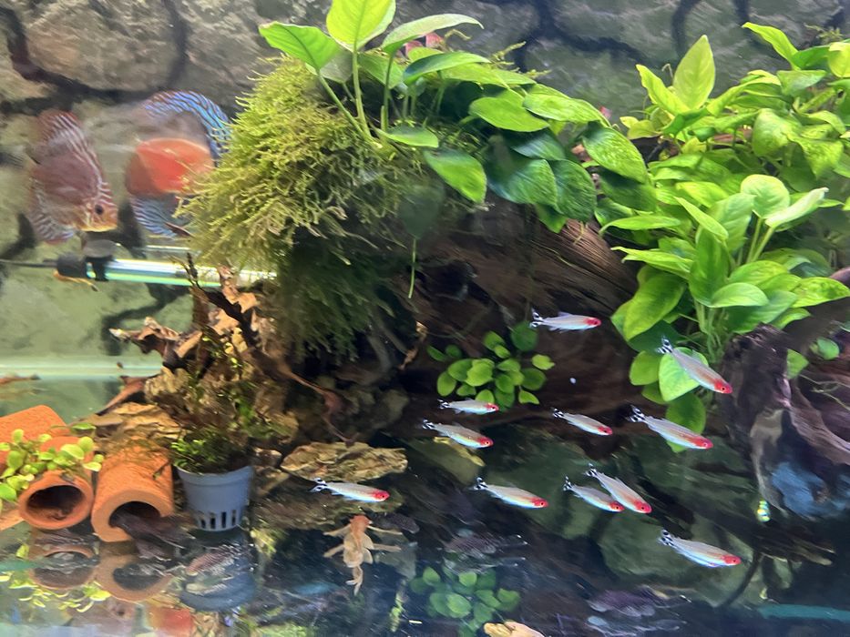 Аквариум 420 литра с метална стойка