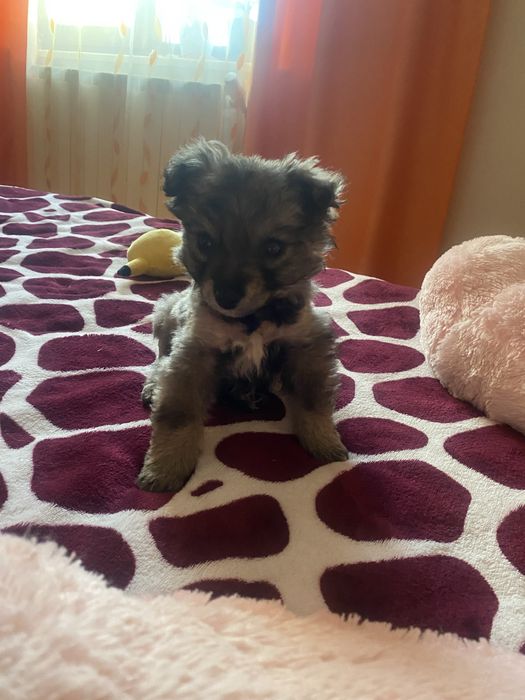 Ofer spre adopție un cățel