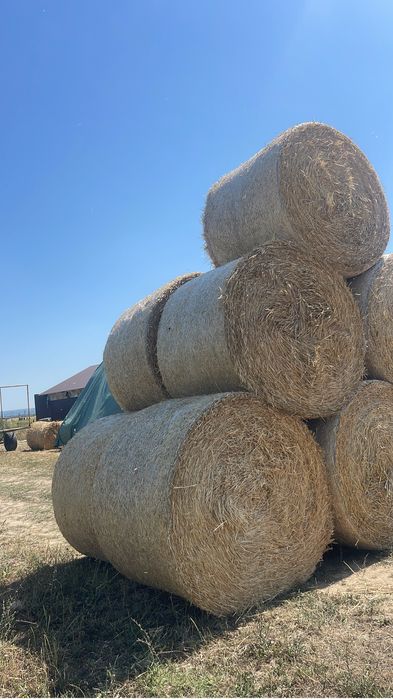 Baloti paie mari si presați 155x120