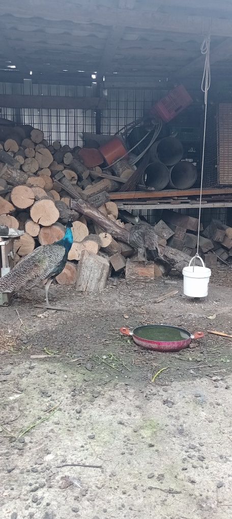 Păuni de vânzare