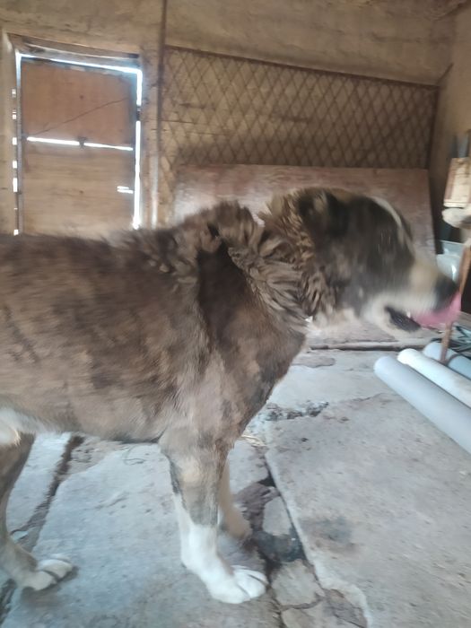 Kuchuk sotiladi 1 yarm yosh paqat yaxshi boqadgan honadonga sotiladi