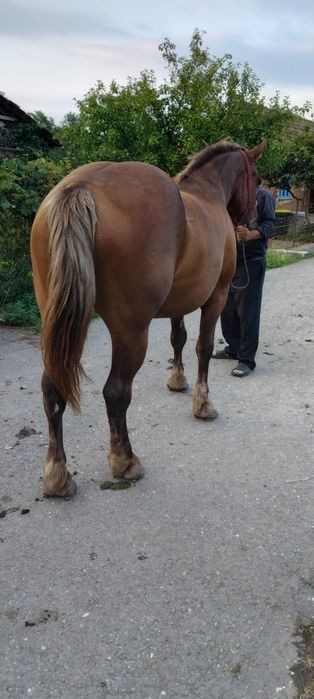 Vând iapa de 5 ani gestanta de 5 luni