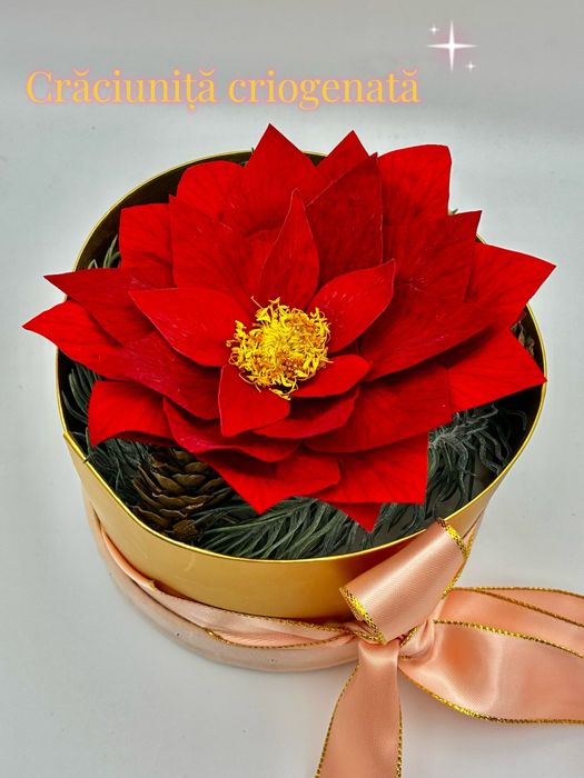 Craciunita criogenata