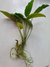 Большой анубиас аквариумное растение
