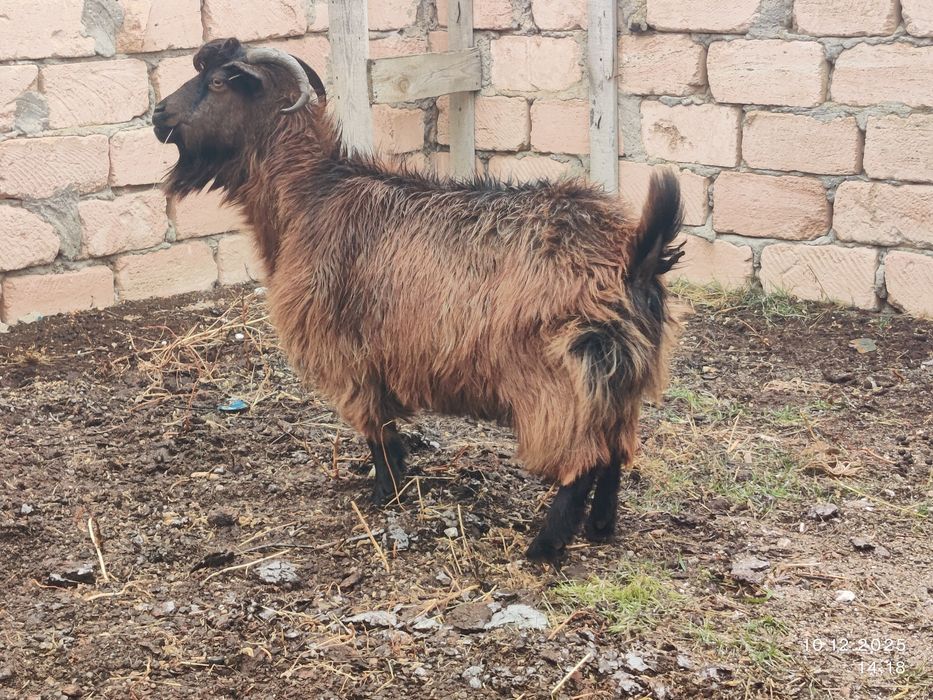 Семіз ешкі сатылады