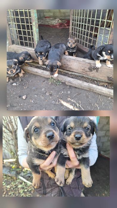 Отдам в хорошие руки