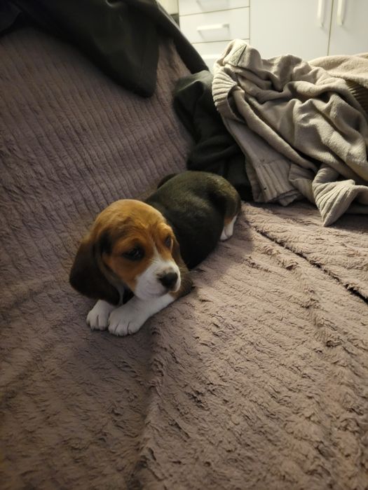 Beagle Tricolor rasa pura