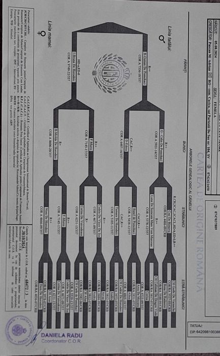 Ciobanesc De Bucovina
