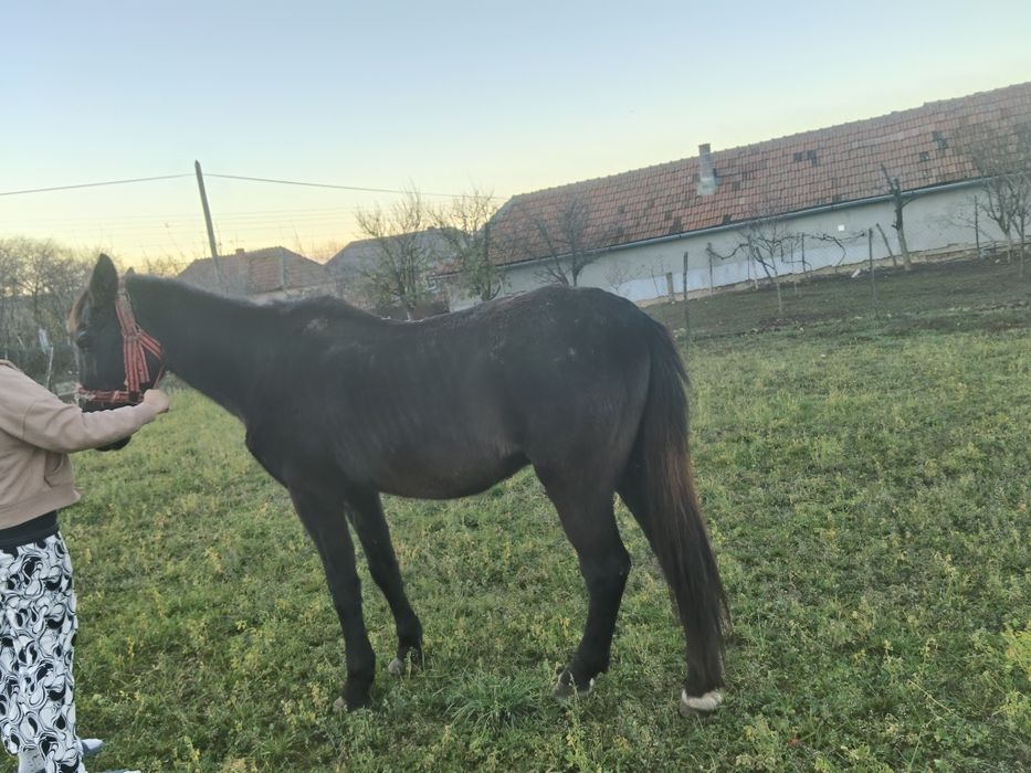 Vând cal negru de 10 ani mai multe detalii la telefon