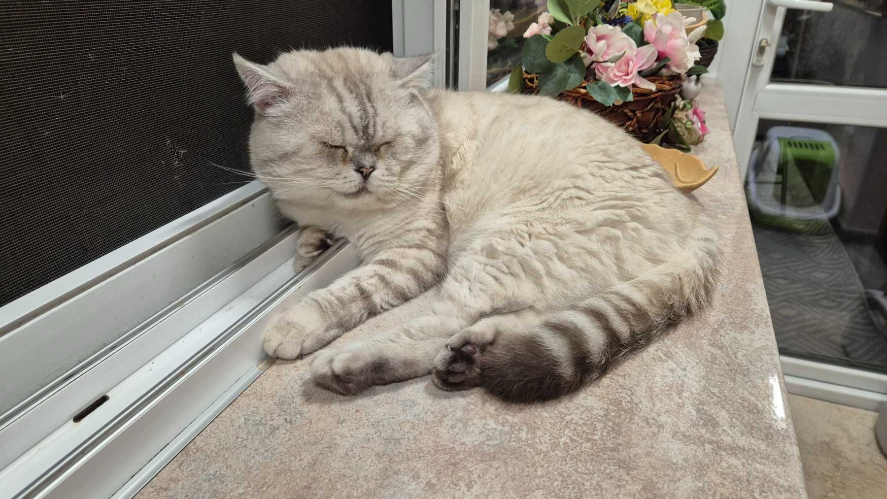 Клепоухо британско коте