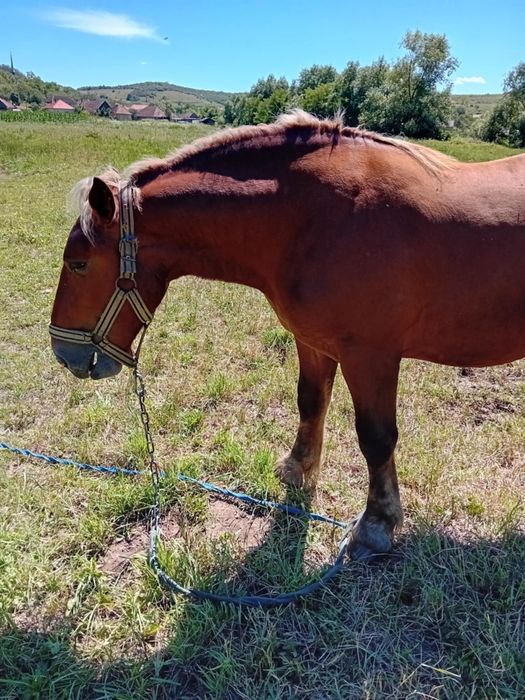 vând mânz mai multe detalii la telefon