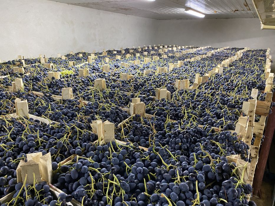 Vând struguri de masa hala frig