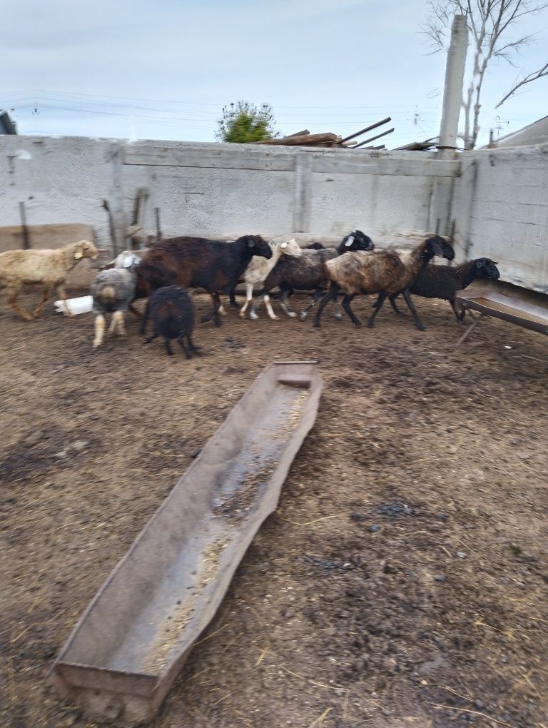 Продам 7  голов баран