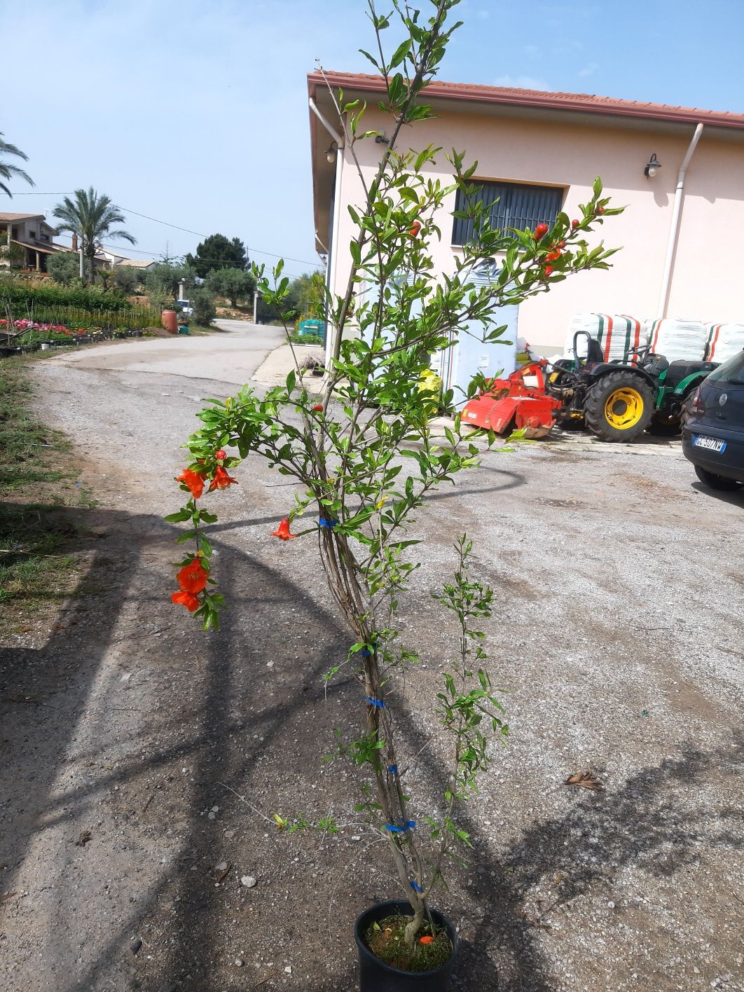 Plante de rodiu lamai citrice maslini exotice