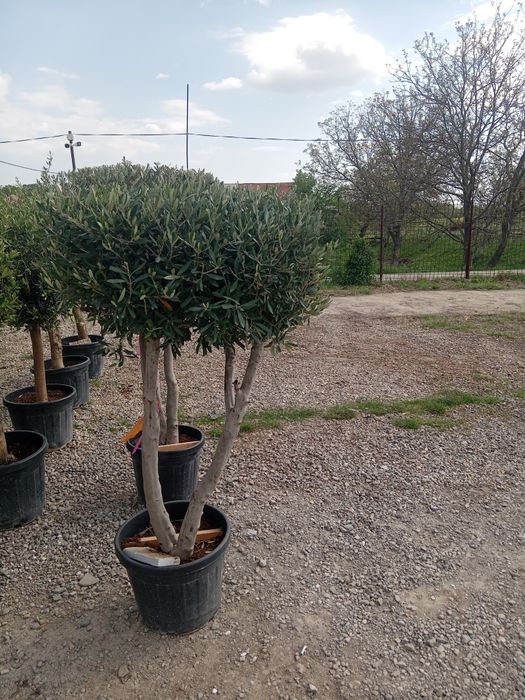 Măslini seculari cedru globulari
